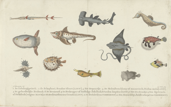 Twelve species of fish, Carl Cristiaan Fuchs (1802 - 1855)